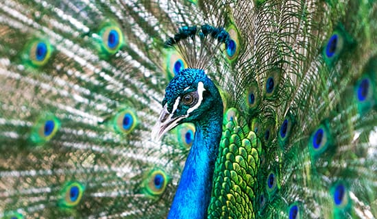 go as you please wildlife reserve 1