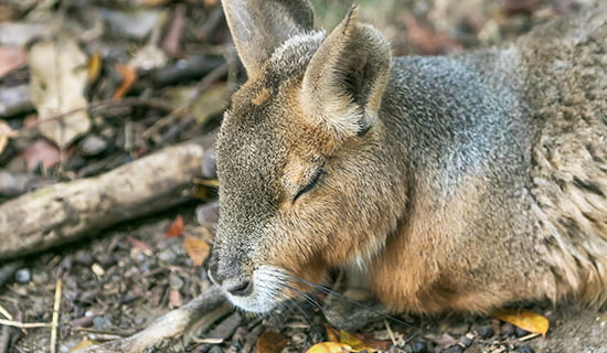 go as you please wildlife reserve