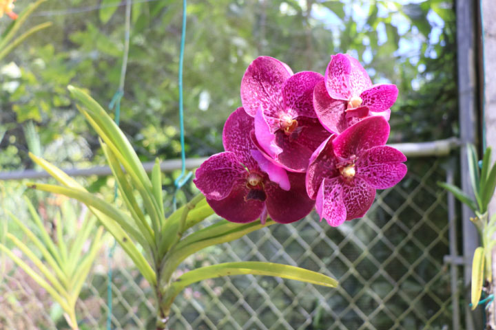 orchid